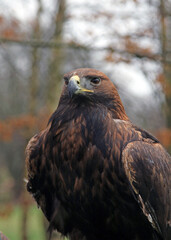 Close up of a golden eagle
