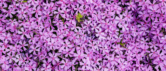 Purple phlox subulata. Floral background with subulata flowers. Purple floral pattern. Top view