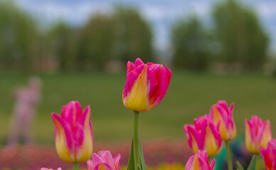 Wonderful tulips in an open field.