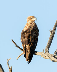 One tawny eagle sitting on a branch with a clear blue sky background