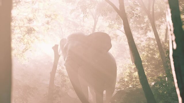 slow motion view of elephant in sun light