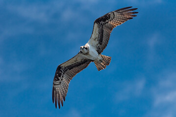 Osprey in Flight
