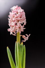 Delicate pink hyacinth on a dark background. A white-pink flower stands on a dark background in a pink pot 