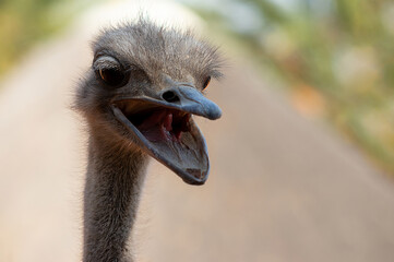 Close up of African Ostrich bird head on the blur background.