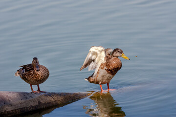 Two wild ducks are resting near the pond close-up