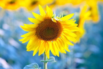 blooming sunflower close-up. Agronomy, agriculture and botany.