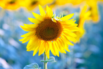 Obraz premium blooming sunflower close-up. Agronomy, agriculture and botany.