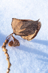 A leaf of a tree last year on cold snow.