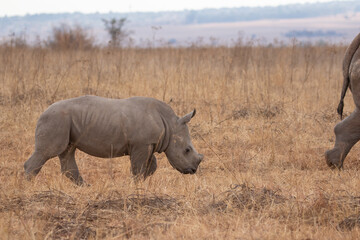 Cute White Rhino Calf, South Africa