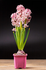 Delicate pink hyacinth on a dark background. A white-pink flower stands on a dark background in a pink pot 