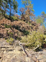 Nature 