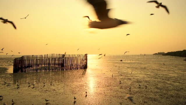 4k natural coast's view during sunset and wildlife scene of flying and walking seagull bird at Bangpoo recration center in Samutprakarn. This is famous torist spot and mangrove forest area.