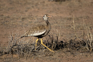 One northern black korhaan walking in the veld in the Kgalagadi Transfrontier Park