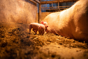 Little pigs on the farm. Pigs breeding.