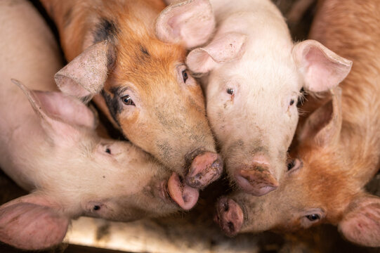 Group of pig that looks healthy in local pig farm at livestock. The concept of standardized and clean farming without local diseases or conditions that affect pig growth or fecundity