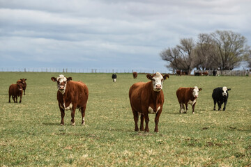 Cattle in pampas countryside, La Pampa, Argentina.