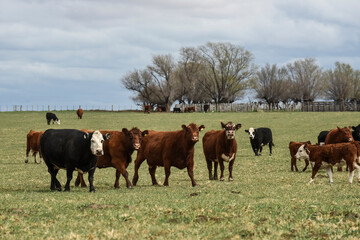 Naklejka na ściany i meble Cattle in pampas countryside, La Pampa, Argentina.