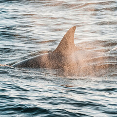 Killer whale, antartic subespecies,Antartic.