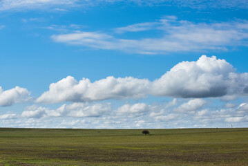 Field landscape with yellow flowers, La Pampa, Argentina