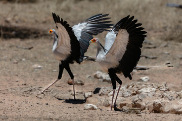 Two secretarybirds on the ground with their wings spread
