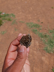 a hand holding a dried wasp nest