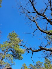 Branches dans ciel 