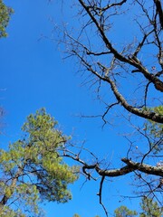 Branches dans ciel 