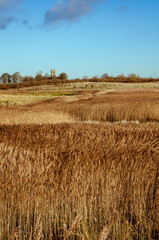 Fototapeta premium Golden Grass 