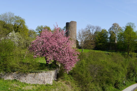 Bl&uuml;hende Japanische Kirsche Burg Blankenberg bei Hennef (Sieg)