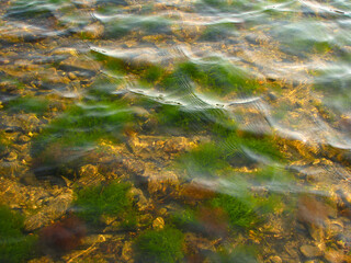 Algae floating in shallow water