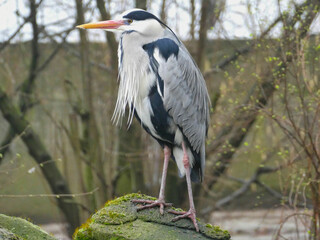 Ein Fischreiher auf einem Felsen