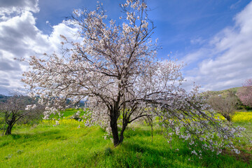 Fototapeta na wymiar Almond tree with pink-white blossoms. Spring arrival scene.