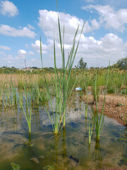 a wetland filled with vegetation and water with a beautiful view of blue sky