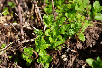Jeunes pousses de menthe