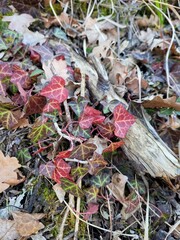 Lierre rouge