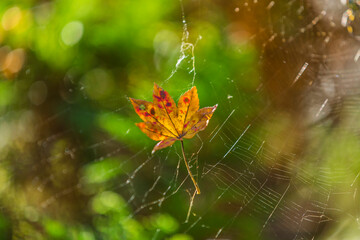 三ツ池公園と紅葉
