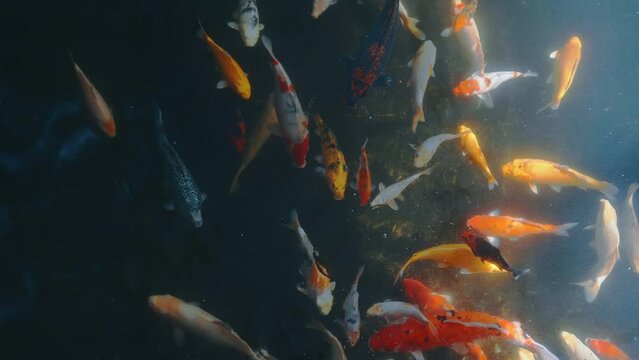 Lots of colorful hungry koi fishes.