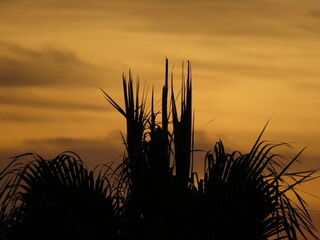 Siluetas de árboles con atardecer en el fondo