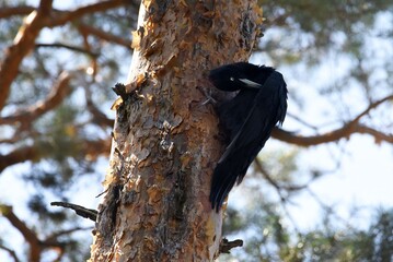 black woodpecker on a tree