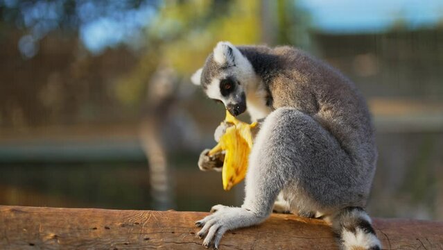Portrait of lemur eating in national park. Lemuroidea.