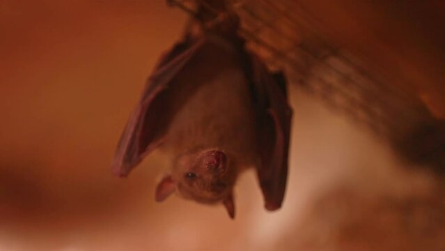 Microbat hanging upside down. Microchiroptera.