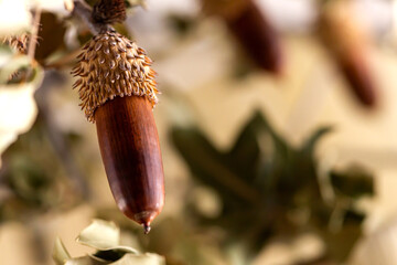 The acorn seed close up in the house.