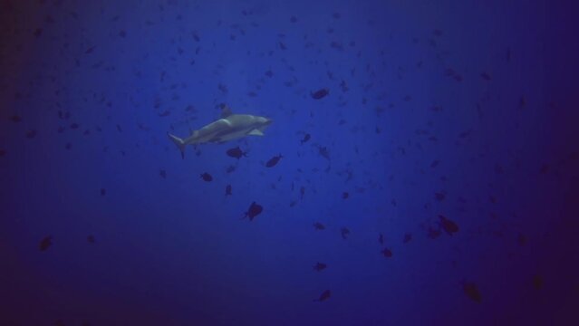 Underwater view of shark swim among fish close to bottom of coral reef.Maldives