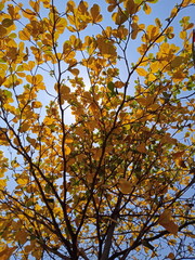 Ketapang tree or katapang (Terminalia catappa). Leaves turn brownish yellow in autumn