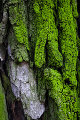 Vertical shpt of tree bark with green moss and lichen. Natural background
