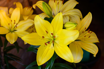 Obraz na płótnie Canvas beautiful yellow lilies bloom in the summer.