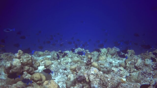 underwater view of stones on bottom and local fish swim among there. Maldives