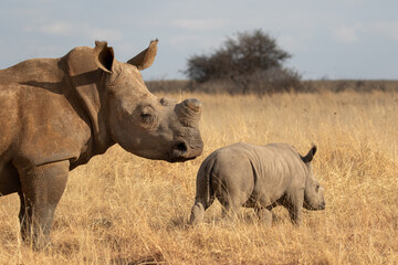 Obraz premium White rhino with calf, South Africa