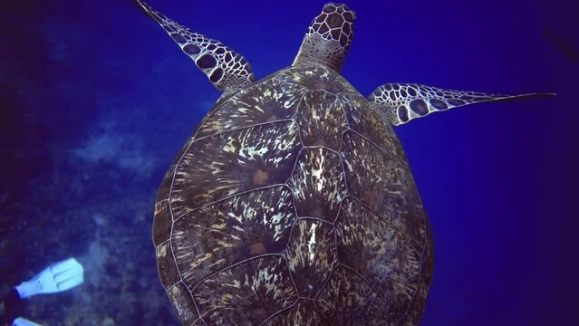 underwater view of delightful turtle, who swim near coral reef bottom. Maldives