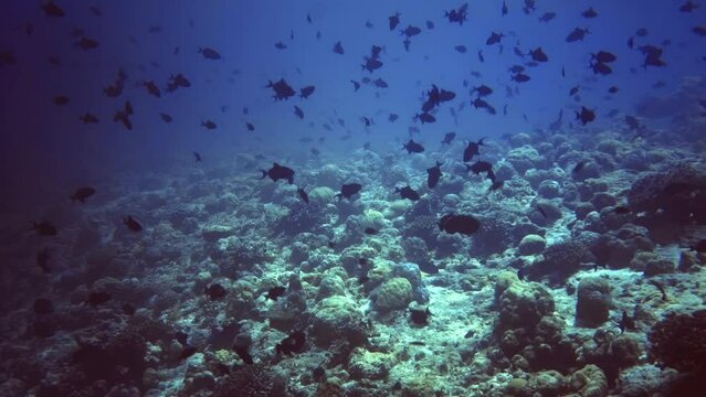 underwater seascape of coral reef with fish and rocks. 